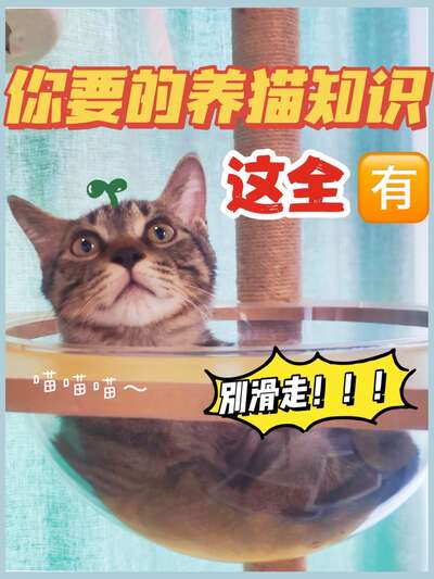 新手养猫全攻略：从选粮到绝育的30条干货经验