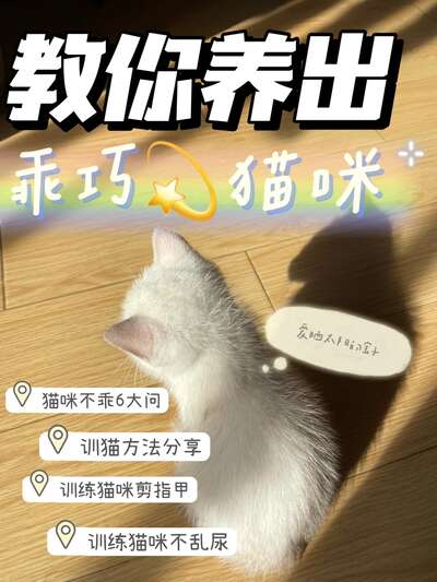 正确训猫全攻略，养出乖巧懂事的小猫咪