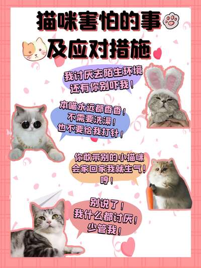 猫咪应激反应全解析：6种常见应激源+预防措施让猫咪不再亚历山大