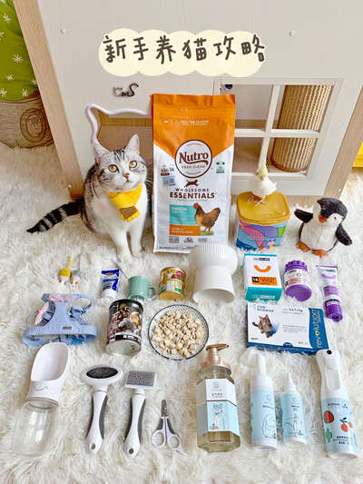 新手养猫全装备清单：从口粮到用品，接猫回家前一定要备齐这些东西