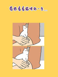 从行为判断猫咪的真实年龄：不是看牙齿，是看这些生活习惯的变化