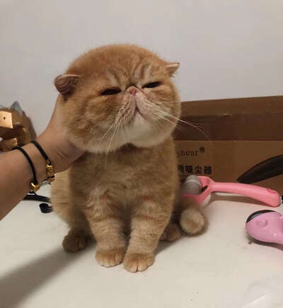 猫咪过度舔毛的6个原因：不只是皮肤病那么简单