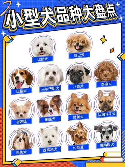 适合女生养的小型犬全盘点：性格温顺好打理的五种推荐与饲养注意事项
