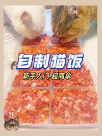 自制猫饭零基础入门：从营养配比到分装保存，一篇彻底搞懂