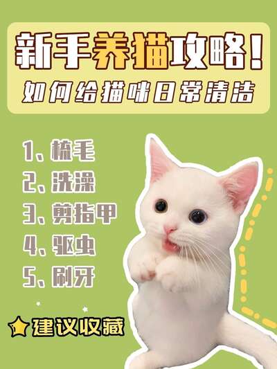 狗狗指甲怎么剪：从恐惧到配合的分步训练法