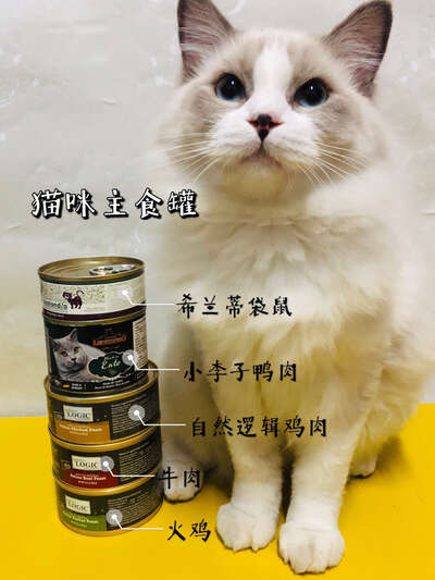 适口性超好的猫咪主食罐推荐，挑食猫也不放过