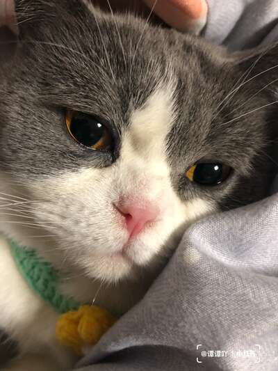 新手养猫省钱攻略：哪些钱该花哪些钱别浪费