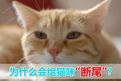 为什么不能给猫咪断尾？宠物科普真相
