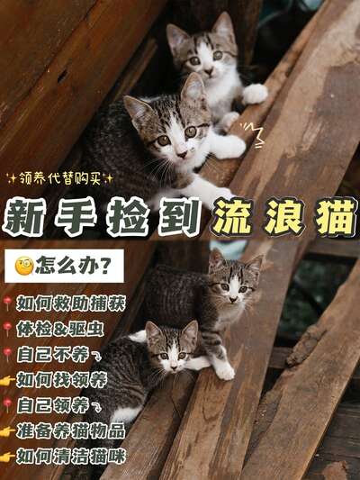 捡到流浪猫怎么办：从判断到救助的完整流程