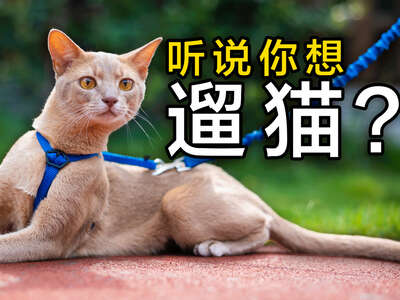 宠物推车值得买吗？遛猫遛小型犬的真实体验