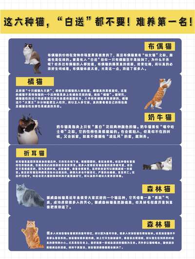 白送都不能养的六种猫？难养品种深度分析