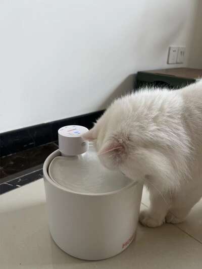 纠结两个月终于入了陶瓷饮水机，猫喝水量翻了3倍，说说值在哪