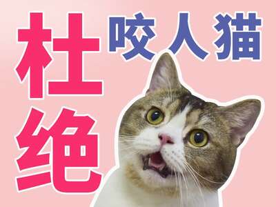 咬人猫是你惯的：猫咪咬人底层逻辑与3步纠正训练