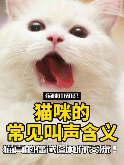猫叫声含义解密：5种叫声代表不同需求
