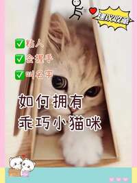 训猫的5个最大误区，80%的铲屎官第一条就中了