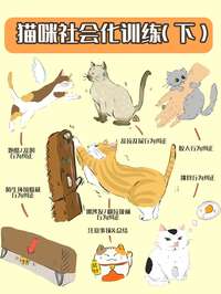猫咪抓沙发、乱尿、半夜跑酷？6大坏习惯科学纠正指南
