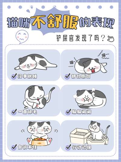 猫咪不舒服的10个异常行为信号：新手铲屎官必须知道的求救暗号