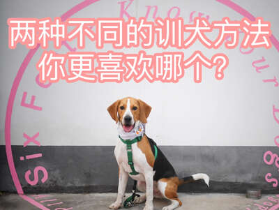 训犬方法大PK：正向训练vs传统训练哪种更有效？从皮实的蜕变看两种方法的真实效果
