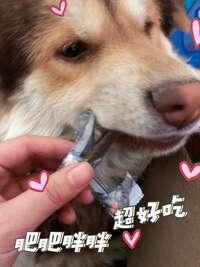 下雨天没法遛狗？Alpha Spirit肉条让狗子在家也开心