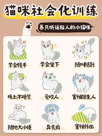 猫咪社会化训练9步法：从咬人精到天使猫的蜕变之路