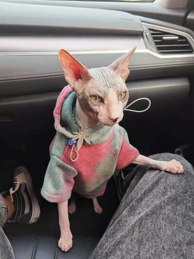 养了一只斯芬克斯无毛猫之后，我终于理解了什么叫「猫型挂件」