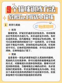 养猫人必学的9个行为纠正技巧：从惩罚到奖励全讲透