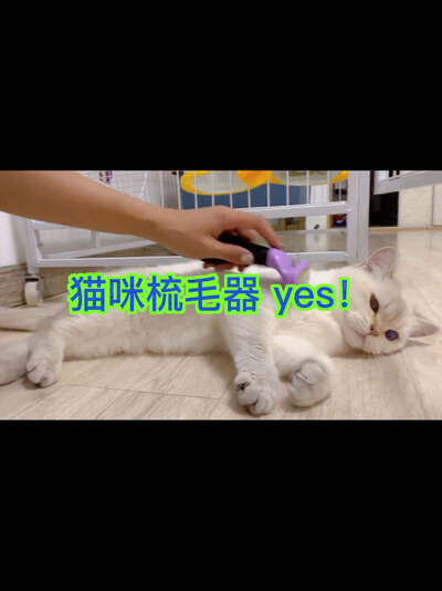 猫咪梳毛器选购全攻略：四种类型对比与使用技巧