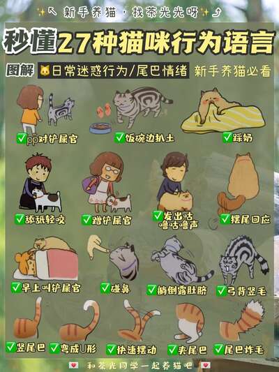猫咪尾巴情绪词典：卷尾、炸毛、拍地，每一种摆动到底在说什么