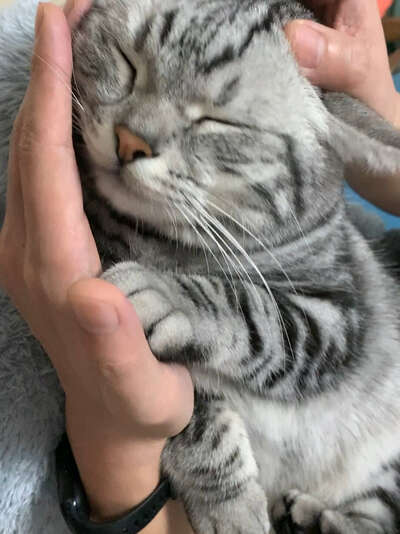 猫咪呼噜声的5种含义与健康信号全解读