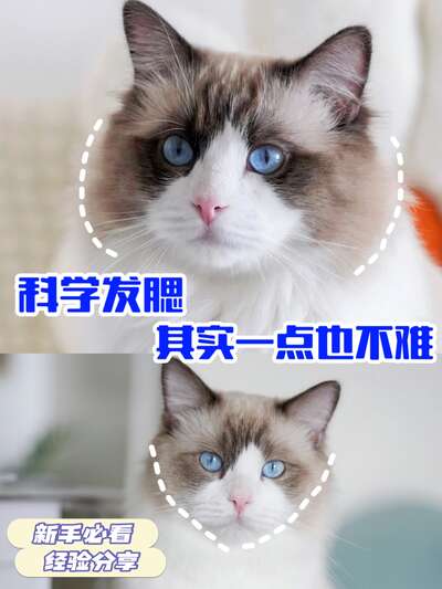 谁不想拥有一只脸蛋圆乎乎的小猫咪？发腮的秘密其实在猫粮里
