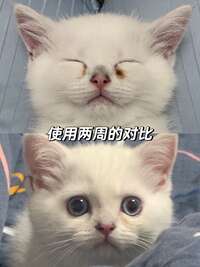 猫咪泪痕怎么彻底去除？四步深层清洁法告别红褐色斑块