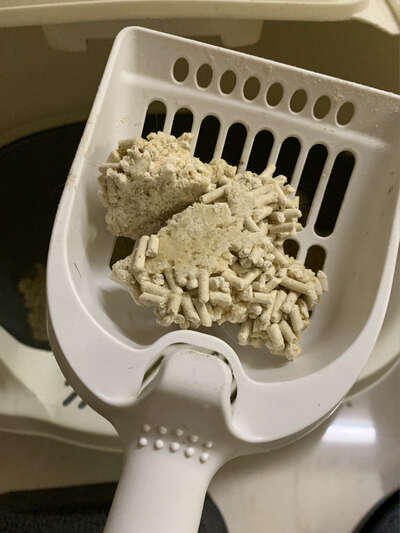 公猫尿血原因与康复全记录：紧急处理与预防5招