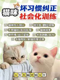 猫咪坏习惯一站式纠正：咬人、乱尿、抓沙发、跑酷全攻略