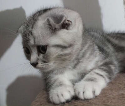 折耳猫与加菲猫日常养护经验全面分享