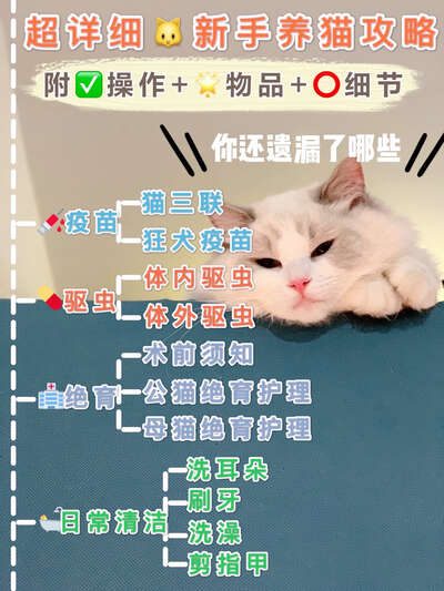养猫必备护理手册：疫苗、驱虫、绝育、日常清洁的标准流程和常见误区