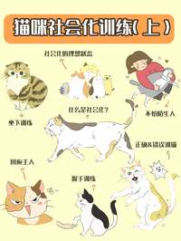 猫咪社会化训练到底是个啥？从入门到精通全解析