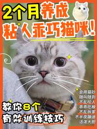 新猫到家30天社会化训练全流程：从躲床底到黏人精
