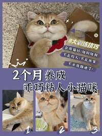 抓住2个月黄金期！幼猫社会化训练从零到乖全方案