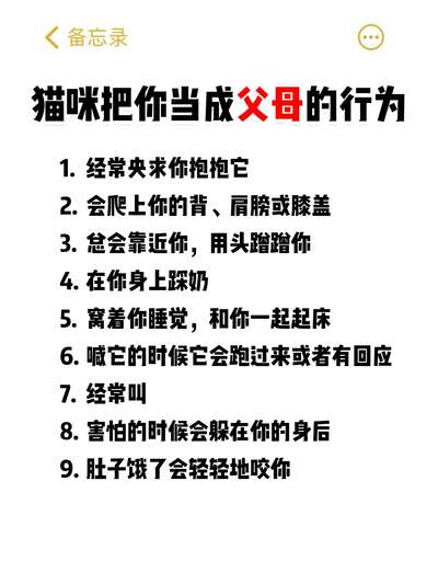 测测你在猫咪心里到底是什么地位：行为解读自测指南