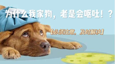 狗狗呕吐别急着送医院：分清5种呕吐物的含义，一半以上可以在家处理