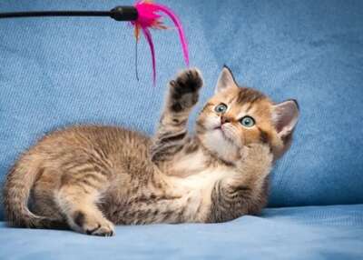 猫咪不玩你买的玩具？这4个原因和解决方案，每个铲屎官都该知道