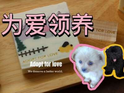 领养代替购买：给流浪猫第二次机会的完整指南