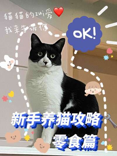 从高冷到黏人精，选对玩具和零食是转变的关键